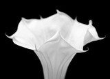 Datura flower  Fototapety Czarno-Białe Fototapeta