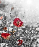 meadow with red poppies - monochromatic picture  Fototapety Czarno-Białe Fototapeta