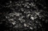 Ivy's leaves in monochrome  Fototapety Czarno-Białe Fototapeta