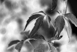 Ivy leaves close up, black and white  Fototapety Czarno-Białe Fototapeta