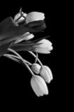 Beautiful soft infra red tulip bouquet  Fototapety Czarno-Białe Fototapeta