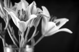 Lilie w czarnej poświacie Fototapety Czarno-Białe Fototapeta