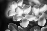 Black and White Flower  Fototapety Czarno-Białe Fototapeta