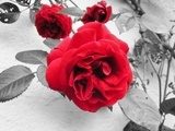 Róża w monochromatycznym śnie Fototapety Czarno-Białe Fototapeta