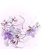 gentle vector flavor of  blooming orchids  Rysunki kwiatów Fototapeta