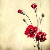 Old paper background with red carnations  Fototapety Sepia Fototapeta