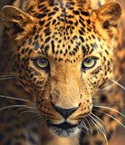 Leopard portrait  Zwierzęta Fototapeta