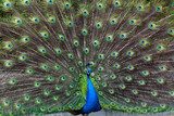 peacock  Zwierzęta Fototapeta