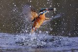 Kingfisher, Alcedo atthis  Zwierzęta Fototapeta