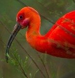 Close-up shot of a beautiful scarlet ibis  Zwierzęta Fototapeta