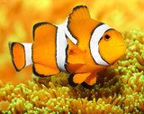 Tropical reef fish - Clownfish (Amphiprion ocellaris).  Zwierzęta Fototapeta