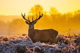 Red deer in morning sun  Zwierzęta Fototapeta