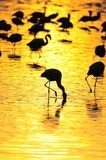 Kenijskie wody pełne flamingów Zwierzęta Fototapeta