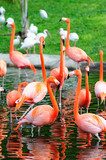 Flamingo in Miami zoo  Zwierzęta Fototapeta