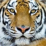 tiger  Zwierzęta Fototapeta