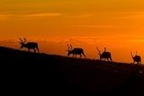 black deers silhouettes on orange sunset sky background  Zwierzęta Fototapeta