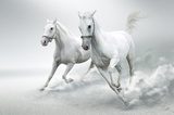 White horses  Zwierzęta Fototapeta