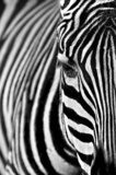 Zebra  Zwierzęta Fototapeta