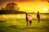 Horses At Sunset  Zwierzęta Fototapeta