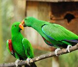 Couple of green eclectus parrots  Zwierzęta Fototapeta