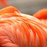 Close up feathers of flamingo  Zwierzęta Fototapeta