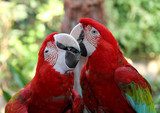 Lovely parrots Scarlet Macaw.  Zwierzęta Fototapeta