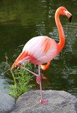 American Red Flamingo.  Graceful bird.  Zwierzęta Fototapeta