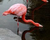 Red American Flamingo.  Zwierzęta Fototapeta
