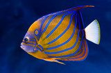 Bluering angelfish  Zwierzęta Fototapeta