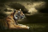 Tiger looking and sitting under dramatic sky with clouds  Zwierzęta Fototapeta