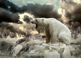 White Polar Bear Hunter on the Ice in water drops.  Zwierzęta Fototapeta