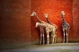 Four giraffes near the wall  Zwierzęta Fototapeta