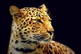 Leopard  Zwierzęta Fototapeta