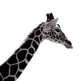 giraffe  Zwierzęta Fototapeta