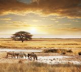Safari  Zwierzęta Fototapeta