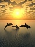 dolphin yellow sunset_2  Zwierzęta Fototapeta