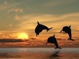 dolphin and sunset  Zwierzęta Fototapeta