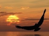 Eagle above ocean  Zwierzęta Fototapeta