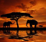 Silhouette two elephants in the sunset  Zwierzęta Fototapeta