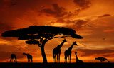 herd of giraffes in the setting sun  Zwierzęta Fototapeta
