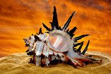 Conch shell on beach in the sunset  Zwierzęta Fototapeta