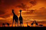 herd of giraffes in the sunset  Zwierzęta Fototapeta