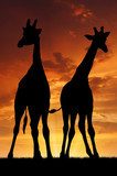 Two giraffes in sunset  Zwierzęta Fototapeta