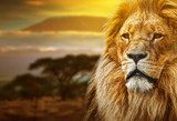 Lion portrait on savanna background and Mount Kilimanjaro  Zwierzęta Fototapeta