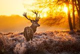 Red Deer in morning Sun.   Zwierzęta Fototapeta