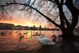 Swans in the city  Zachód Słońca Fototapeta