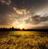 sunset and agricultural field  Zachód Słońca Fototapeta