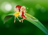 Two fairies sitting on an elongated leaf  Fototapety do Pokoju Dziewczynki Fototapeta
