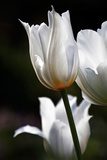 W uścisku białych tulipanów Kwiaty Fototapeta