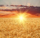 Wheat field at sunset  Krajobraz Fototapeta